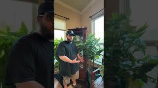You Can Grow A Cinnamon Tree As A Houseplant