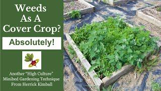 Weeds As A Cover Crop In My Minibed Garden