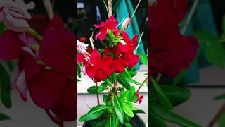 Flowers colour: Shades of Madagascar Periwinkle/ sadabhar /सदाबहार #amazingflora #flowerpower #photo