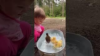 baby and ducklings  mamasoli_go