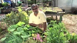 Methods of Planting Vegetables : Vegetable Gardening 101