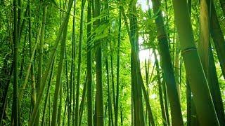 Bamboo Forest Wind Sounds | White Noise for Studying, Sleeping, Relaxation | 10 Hours