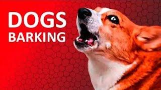 DOGS BARKING to make your Dog bark | 11 Dog breeds barking sound effect HD