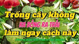 EP 190 : Trồng cây lâu năm không ra trái , đừng vội chặt bỏ hãy làm theo cách này ra trái quằn cây.