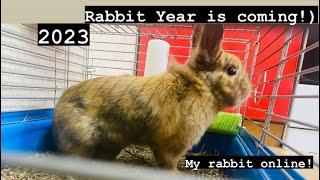 My Eating rabbit online and Story of my childhood in description!Show My symbol of the year 2023 now