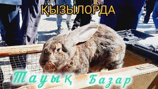 Қызылорда тауық базары жануарлар бағалары. 28.04.2024.