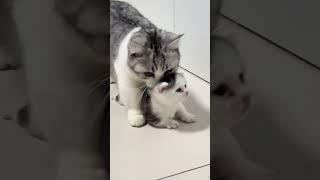 cat video cute cats