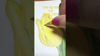 보태니컬 아트 #drawing #art #plants #소이작업실 #coloredpencilart #그림 #색연필그림 #색연필드로잉 #튜울립 #꽃그림 #꽃그리기
