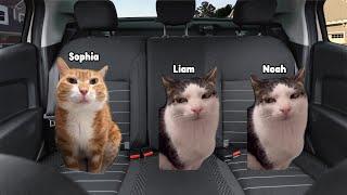 Cats Meme Family Roadtrip to Water Party Part 2