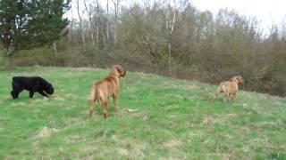 Loki boerboel guarding