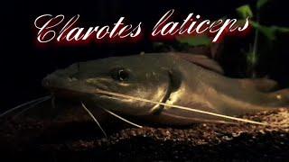 Clarotes laticeps (Widehead catfish) 03.12.2020