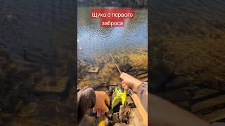 ЛОВЛЮ ЩУКУ С ПЕРВОГО ЗАБРОСА! День 6 #щука #спиннинг #fishing #рыбалкабезпонтов46