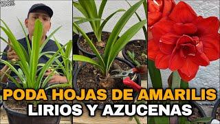 UNA SOLA PODA DE HOJAS PARA AMARILIS, LIRIOS O AZUCENAS