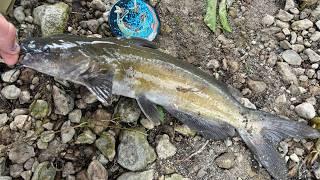 Muddy Spillway Fishing for as many fish as possible (June Fishing Tournament ep. 7)