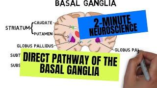 2-Minute Neuroscience: Direct Pathway of the Basal Ganglia