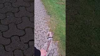 Deer inside the city