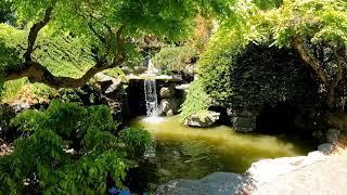 BROOKLYN BOTANIC GARDEN IN FULL BLOOM