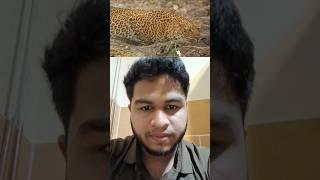 Leopard trying to attacks monkey.   #leopard #monkey #wildlife #attack #jungle #wildanimals