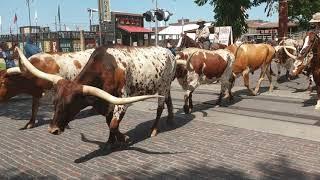 Fort Worth Stockyards Parade