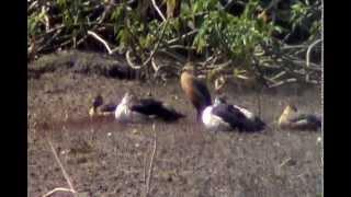 knob-billed duck (Sarkidiornis melanotos), or comb duck, @ AMRAVATI 2015