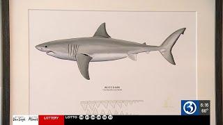 Basking shark seen in Block Island waters