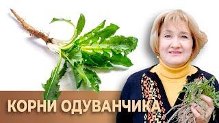 Одуванчик – великий универсал!