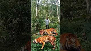 शेर #video #अजगर #shortfilm #animals #शर #shortvideo #wildlife #sher #viralshort #lion