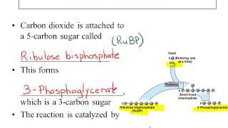 Ch 10 Narrated  powerpoint Part 2  Photosynthesis Calvin Cycle