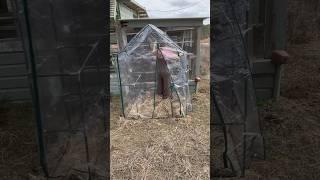 $50 Mini-Greenhouse Set Up!  #floridagarden #greenhouse #diygarden #garden #gardeningtips #deals