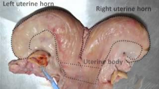 BCF Technology Ultrasonography of the bovine reproductive tract video 5 - Review of anatomy