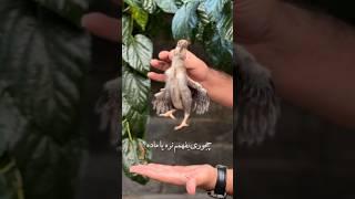تکنیک تشخصی جنسیته جوجه  #جوجه