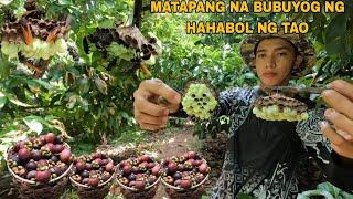 MGA PUNO NG MANGOSTEEN PINAMUGARAN NG BUBUYOG.. PAMIMITAS