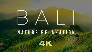 BALI Natur Entspannung Drohnenfilm. ZEN Meditationsmusik entspannt Körper und Geist. Yoga Musik, Spa