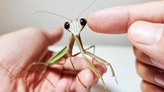 왕사마귀와 친구가 되는 과정 (The Process Of Making Friends With The Giant Mantis)