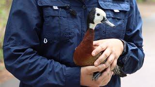 Keeper Talk - White-faced Whistling Duck