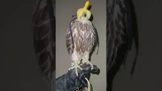#berkut #birds #nature #wildlife #орёл #goldeneagle #falcon #hawk #harrishawk #ястреб #охотники
