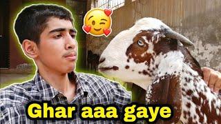 Qurbani ke Bakray ghar le aye 