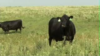 Eby Ranch Co. - Angus Cattle