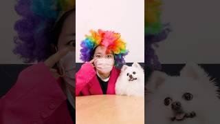 The dog becomes a magic master!#nico #smartnico #funny #dog #puppy