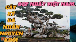 TUYỆT PHẨM VỚI NHỮNG TÁC PHẨM CÂY CẢNH ÔM ĐÁ  NGUYÊN KHỐI#bonsai