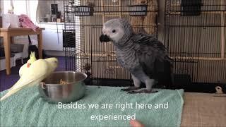 Baby African Grey Parrot's first few weeks