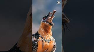 Bearded Vulture  The Bone-Eating Bird!