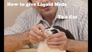 How to give liquid medication to a cat