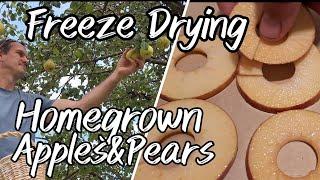 Freeze Drying Homegrown Apples and Pears