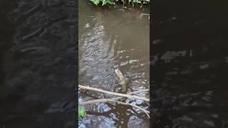 BROWN TROUT!! Olinda Creek, Mt Dandenong.   #trout #troutfishing #adventures