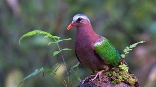 BIRDS AT GANESHGUDI: A BIRDERS PARADISE!!!