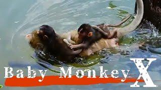 Tragedy of a Baby Monkey by the Water's Edge/ monpai monyet sad baby bibi