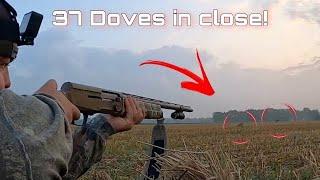 INSANE Dove Opener! | Dove Limits and 37 doves down! | Dove Hunting 2020 in a Fresh Cut Corn Field!