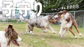 はしゃぎすぎる弟を注意して子守りをする賢すぎるお姉ちゃん犬！！【ボーダーコリー・オーストラリアンシェパード】