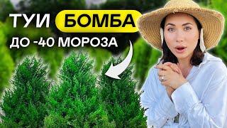 ПОСАДИЛ И ЗАБЫЛ! 12 самых НЕПРИХОТЛИВЫХ ТУЙ для 6 соток